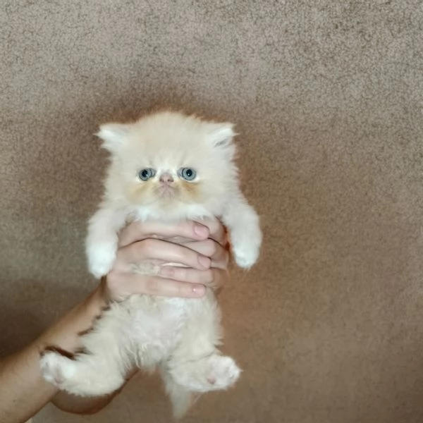 Cuccioli Persiani  | Foto 1