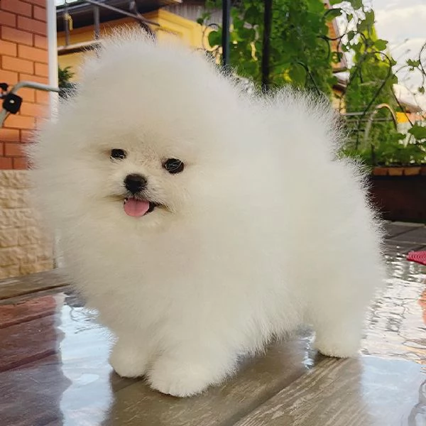 spitz nano di pomerania