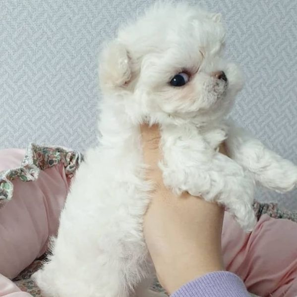 Regalo cucciolo Maltese da Privato a Monza e Brianza regalo cuccioli di
