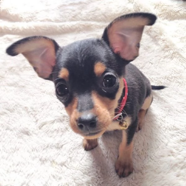 regalo cuccioli di pinscher bellissimi cuccioli disponibili carattere adorabile sono docili ed aff