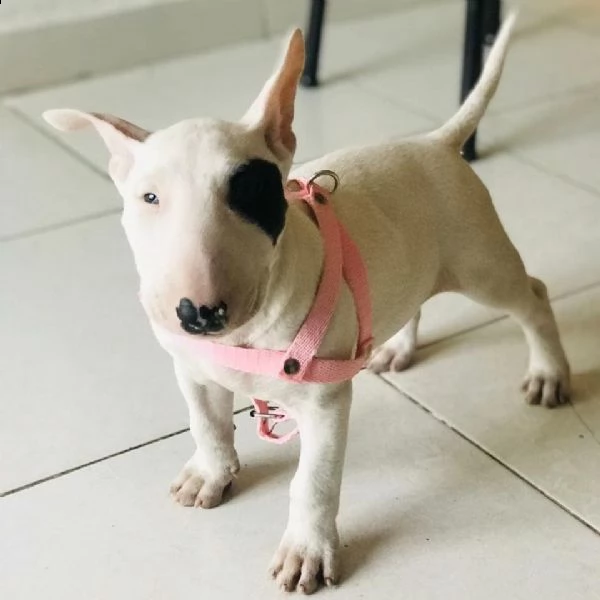 regalo cuccioli di razza bull terrier consegna con il libretto sanitario  il michrochip vaccinati 