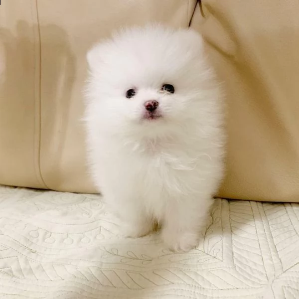 cucciolo di spitz di pomerania