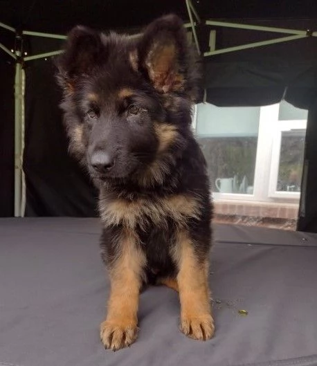 cuccioli di 14 settimane pastore tedesco | Foto 0