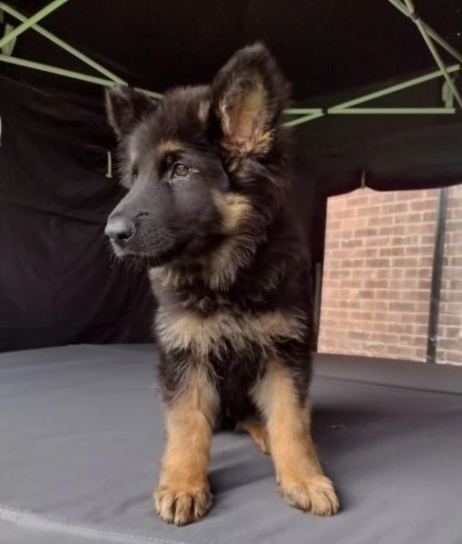 cuccioli di 14 settimane pastore tedesco