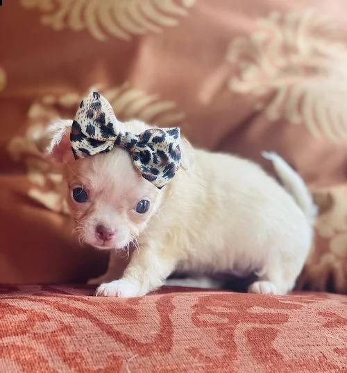 regalo cuccioli di chihuahua mini toy