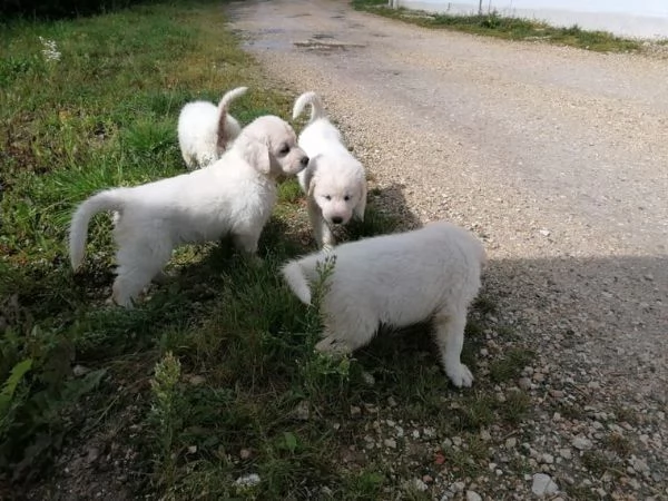 meravigliosi cuccioli di pastore maremmano disponibili per una nuova famiglia | Foto 1