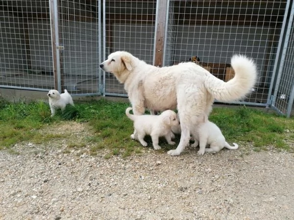 meravigliosi cuccioli di pastore maremmano disponibili per una nuova famiglia | Foto 0