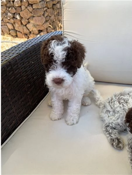  regalo lagotto romagnolo cuccioli meravigliosi  