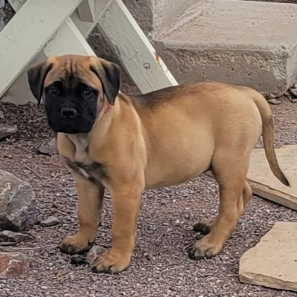 regalo cuccioli bullmastiff  adorabili cuccioli di bullmastiff femmine e maschi disponibili in adozi