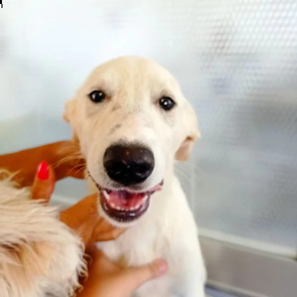quarzo cucciolo simil labrador adozione gratuita  | Foto 3