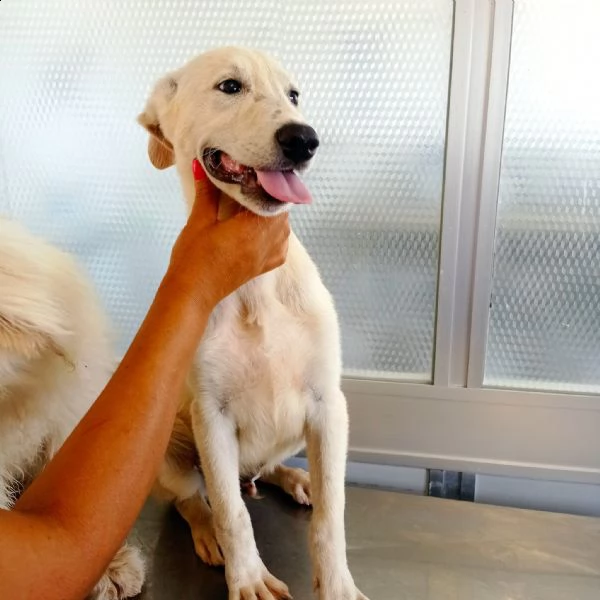 quarzo cucciolo simil labrador adozione gratuita  | Foto 2