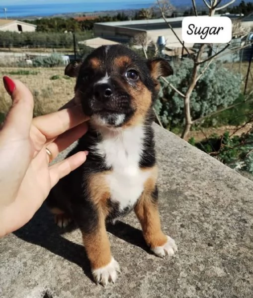 Sugar cucciolo in adozione gratuita 