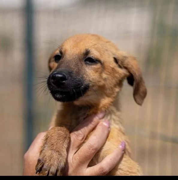 Mandorla cucciola taglia piccola in adozione 