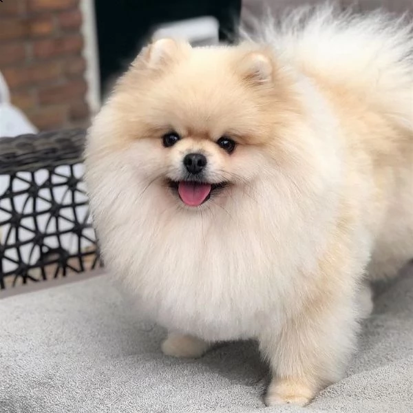 volpino di pomerania cucciolo di 9 mesimicrochippato vaccinato bellissimo esemplarealtezza al gar