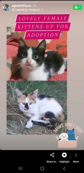 gattine di 3 mesi in adozione