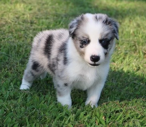 regalo adorabili cuccioli pastore australiano femminucce e maschietti gratuita