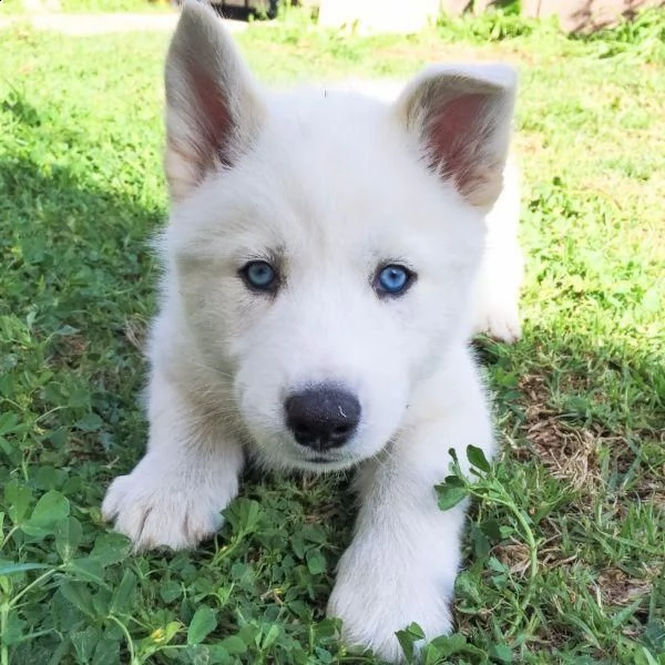 cucciolo di siberian husky bianco con occhi blu