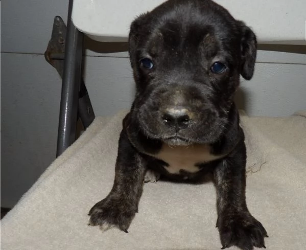  regalo cane corso cuccioli meravigliosi  