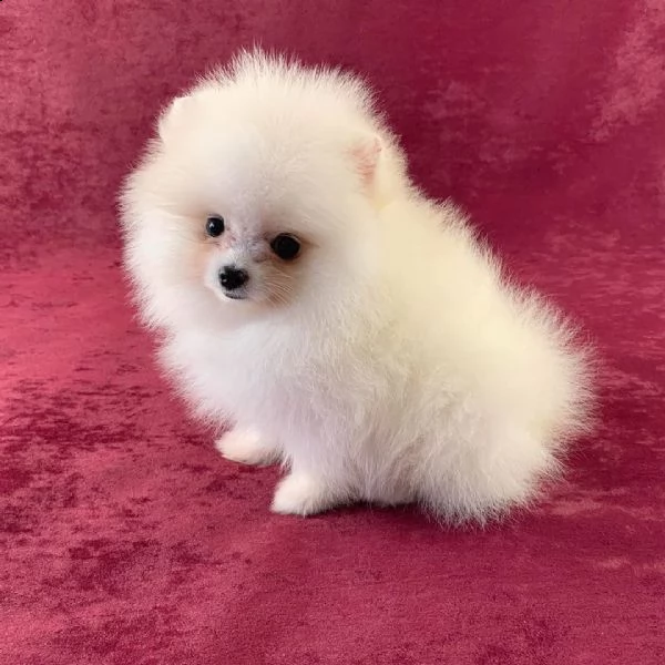  regalo  volpino pomerania mini toy | Foto 0