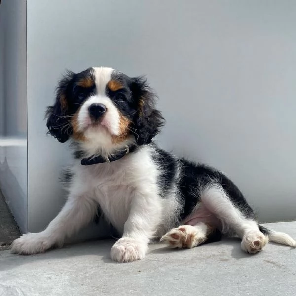 regalo cavalier king