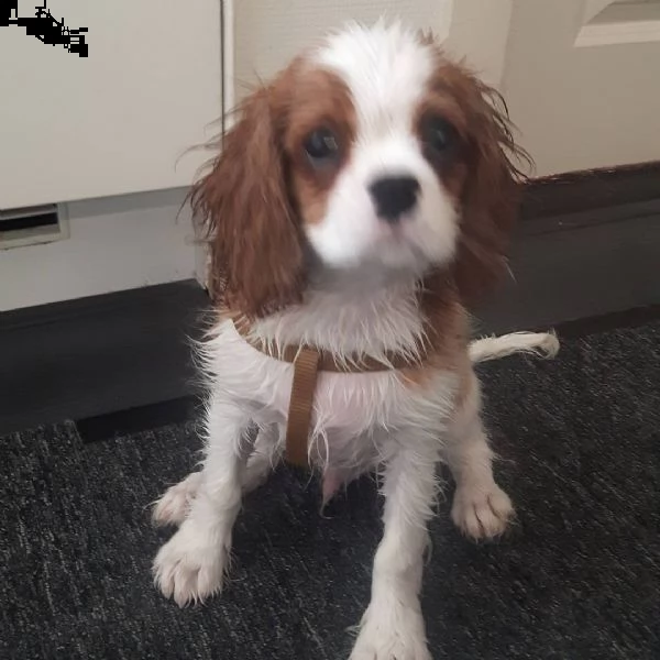 regalo cavalier king | Foto 0