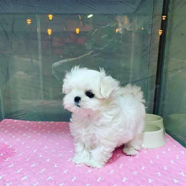  regalo maltese