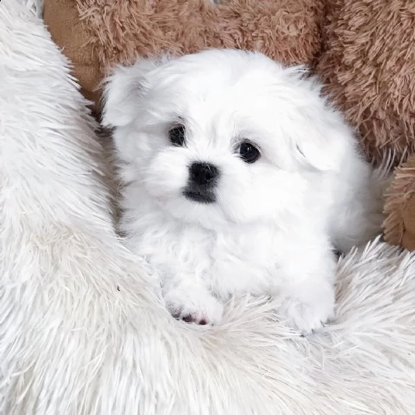 maltese nano
