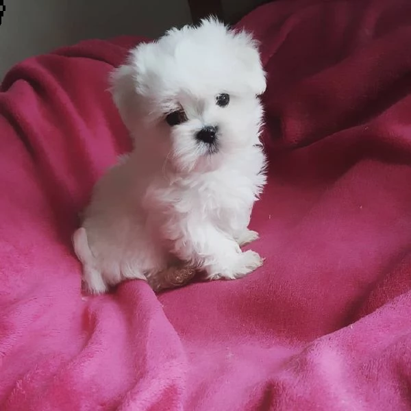 maltese nano | Foto 0
