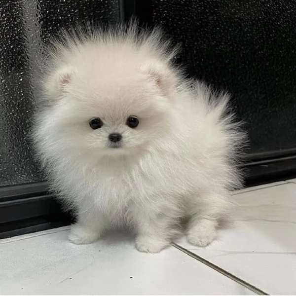 pomeranian toy | Foto 0