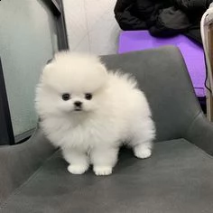 bellissimi cuccioli volpino pomerania in adozione sono molto sani carini e pronti a unirsi a una 