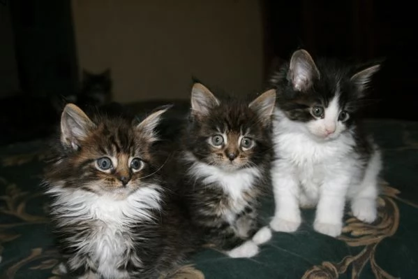 bellissimi gattini maine coon in adozione sono molto sani carini e pronti a unirsi a una nuova ca