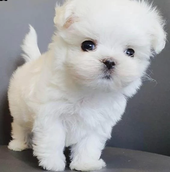 bellissimi cuccioli teacup maltese in adozione sono molto sani carini e pronti a unirsi a una nuov