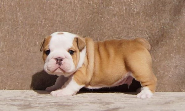 bellissimi cuccioli bulldog inglese in adozione sono molto sani carini e pronti a unirsi a una nuo