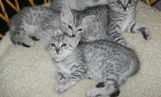 bellissimi gattini egyptian mau in adozione sono molto sani carini e pronti a unirsi a una nuova 