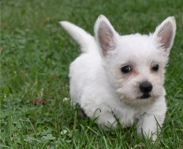  regalo adorabili cuccioli  west highland terrier bianco femminucce e maschietti disponibili