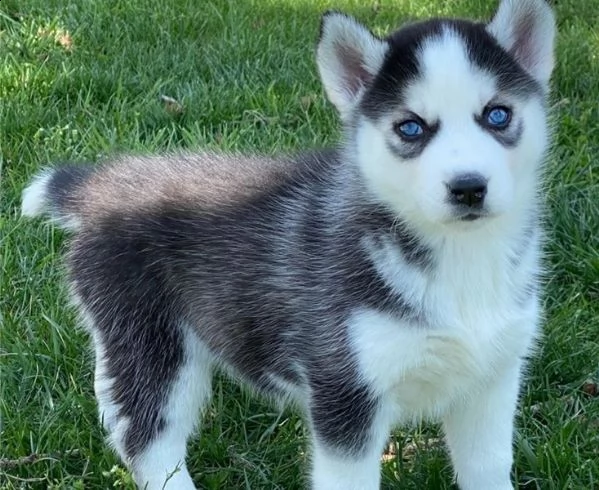 regalo cuccioli siberian husky  maschio e femmina