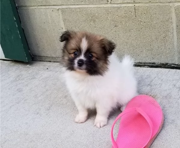  regalo cuccioli di volpino di pomerania