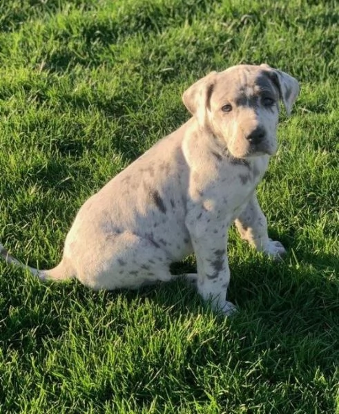 adorabili cuccioli di alano messi in adozione