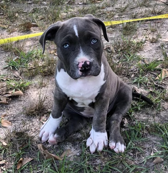 adorabili cuccioli di pitbull americano messi in adozione