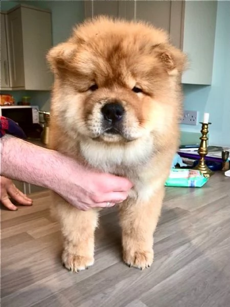  adorabili cuccioli di chow chow impostati per ladozione sono gabbie domestiche aggiornate sullo s