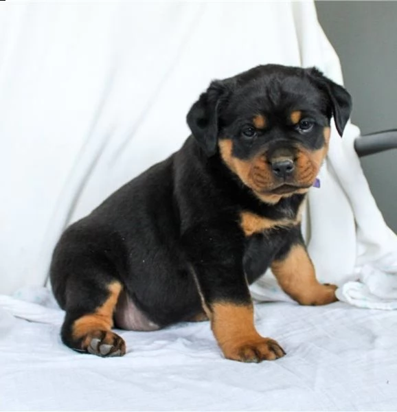  adorabili cuccioli di rottweiller impostati per ladozione sono gabbie domestiche aggiornate sullo