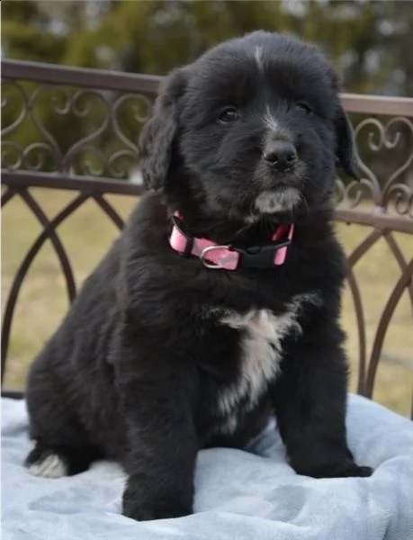 adorabili cuccioli di san bernardo messi in adozione