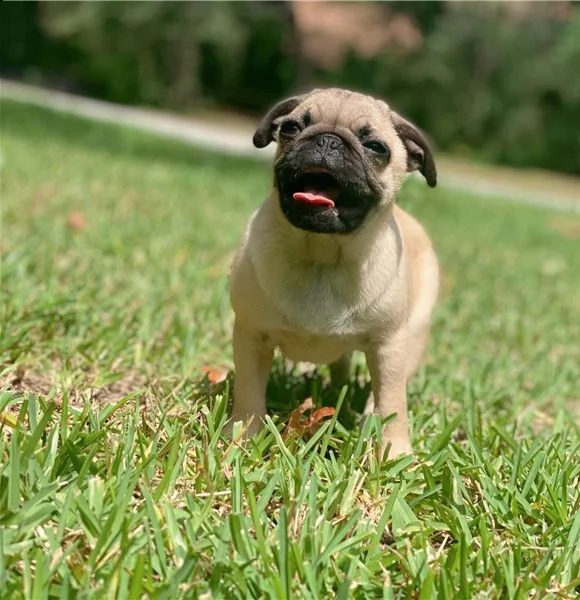 adorabili cuccioli di carlino messi in adozione