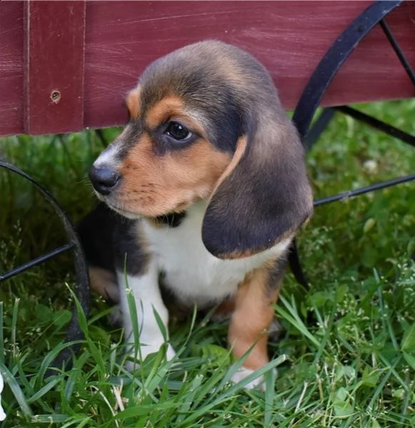  regalo beagle cuccioli meravigliosi  