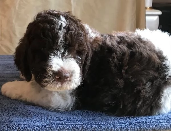  regalo lagotto romagnolo cuccioli meravigliosi  