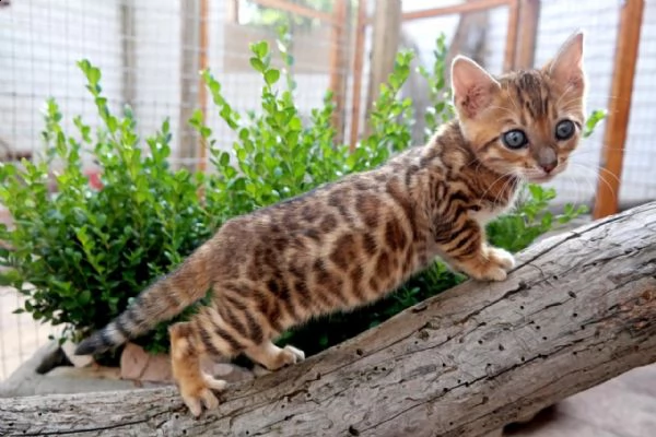 bellissimi gattini bengala in adozione sono molto sani carini e pronti a unirsi a una nuova casa 