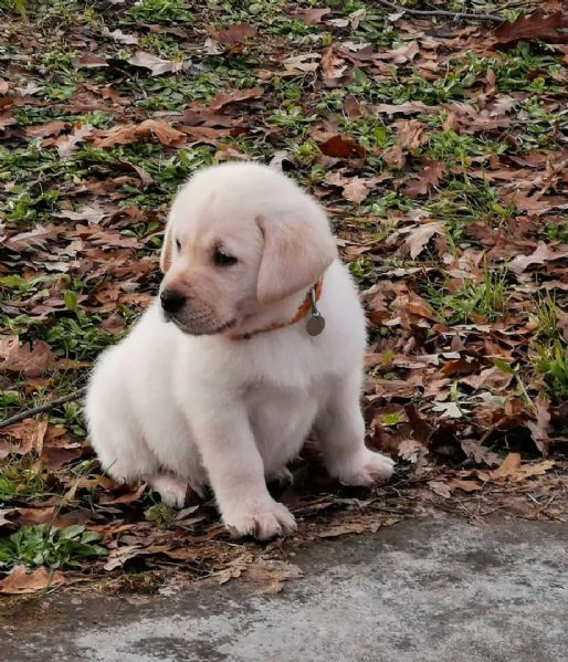  regalo cuccioli labrador