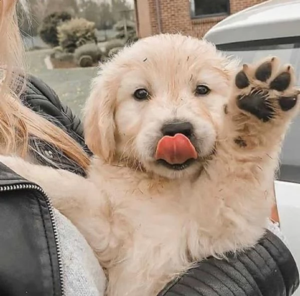  regalo golden retriver cuccioli