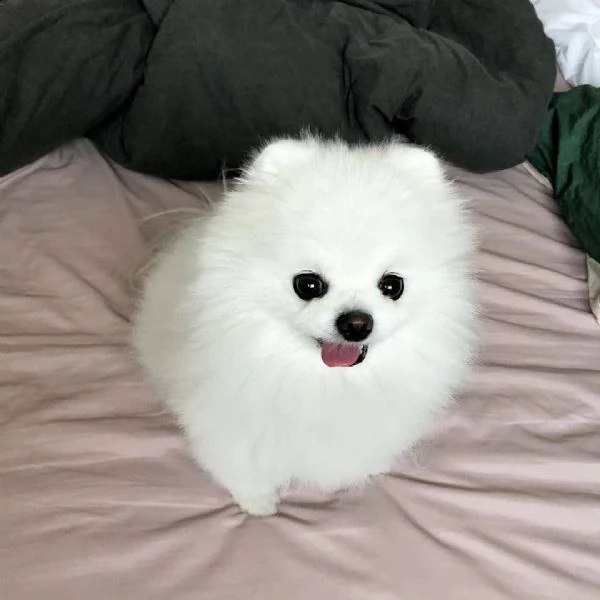 cucciolo di spitz nano di pomerania