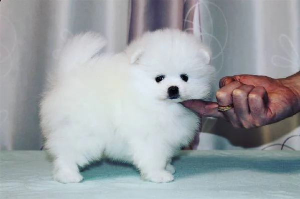 cuccioli di spitz di pomerania